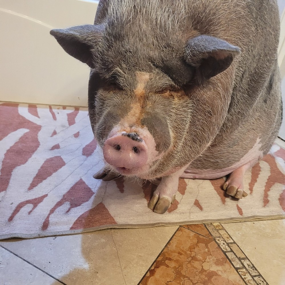 Meet your Posher, Posh